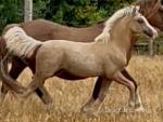Welsh Section C Filly Foal