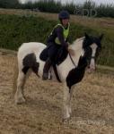 14.3hh Riding Gelding