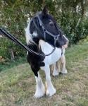 14.3hh Riding Gelding