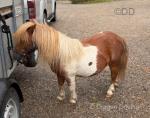 Shetland Stallion 