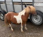 Shetland Stallion 
