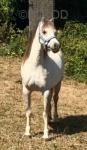 11.3hh Welsh Section A Mare