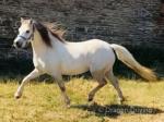 11.3hh Welsh Section A Mare