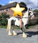 Tim, Ride and Drive Gelding 