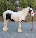 Tim, Ride and Drive Gelding 