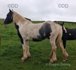 13.3hh Driving Stallion 