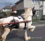 13.3hh Driving Stallion 