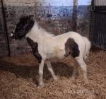 Filly Foal