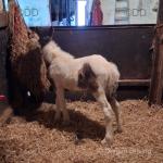 Filly Foal
