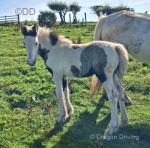 Filly Foal