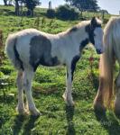 Filly Foal