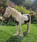 Gelding 