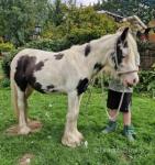 Gelding 