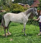 Welsh Section B Gelding 