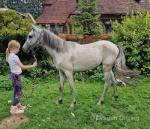 Welsh Section B Gelding 
