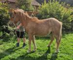 Yearling Shetland x Colt