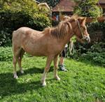 Yearling Shetland x Colt