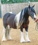 12.2hh Mare 