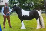 12.2hh Mare 
