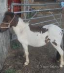 Filly