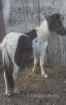 Filly