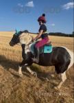 Paul, 14.2hh Riding Gelding