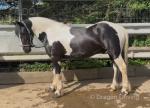 Paul, 14.2hh Riding Gelding