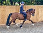 14hh Welsh Section D Ride and Drive Gelding 