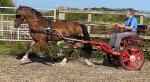 14hh Welsh Section D Ride and Drive Gelding 