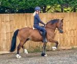 14hh Welsh Section D Ride and Drive Gelding 