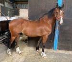 14hh Welsh Section D Ride and Drive Gelding 