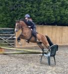 14hh Welsh Section D Riding Gelding 