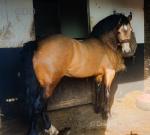 Parc Royal Express, 14.3hh Welsh Section D Stallion