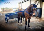 Parc Royal Express, 14.3hh Welsh Section D Stallion