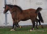 Welsh Section C Colt Foal 