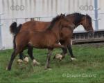 Welsh Section C Colt Foal 