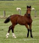 Welsh Section D Filly Foal