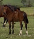Welsh Section D Filly Foal