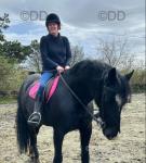 Cunera Ddraig Ddu, 15.1hh Welsh Section D Riding Gelding