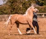 Leyswick Barbie Girl, Welsh Section C Filly