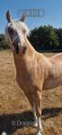 Leyswick Barbie Girl, Welsh Section C Filly