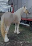 Colt