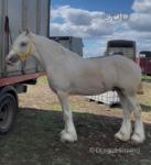 Colt