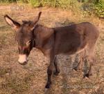 Jack Donkey