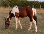 Woody, Gelding