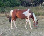 Woody, Gelding