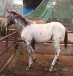 Colt Foal
