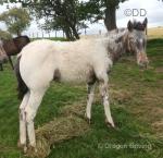 Colt Foal