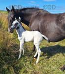Colt Foal