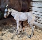Colt Foal